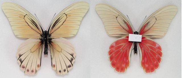 Papilio rumanzovia (Aberration,Philippines) (Internet Image property of respective owner, non-commercial use only)